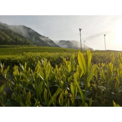 ふるさと納税 川根本町 緑茶200g新鮮パックB |  | 01