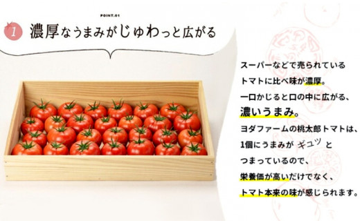 【中央市共通返礼品】 春作 トマト 桃太郎 約2kg とまと 野菜 やさい 2キロ 季節限定 期間限定 産地直送 山梨県産 【2026年4月上旬-6月下旬発送予定】[5839-2128]