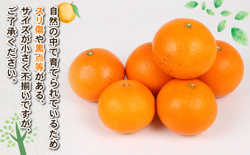 訳あり 愛果48号 ( 紅プリンセス と同品種) 新品種 約4kg Shirai.agrifarm 先行予約 高級柑橘 みかん 愛媛ミカン 愛媛蜜柑 mikan 柑橘 果物 くだもの フルーツ 高級 