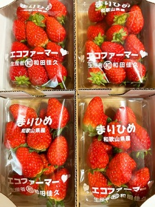 紀州和歌山ブランドいちご「まりひめ」約250g×4P 【2027年3月上旬頃〜3月下旬頃に順次発送】【UT39】【uot758B】