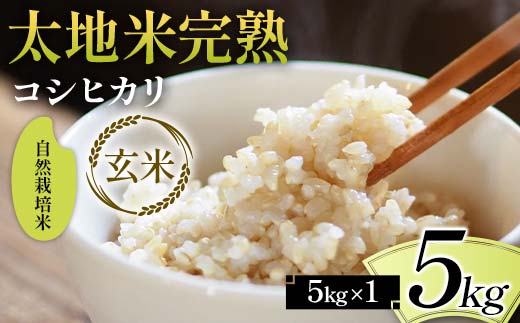 2026年産 自然栽培米 太地米完熟【こしひかり】 玄米 5kg ブランド米 お米 人気 F7X-0682