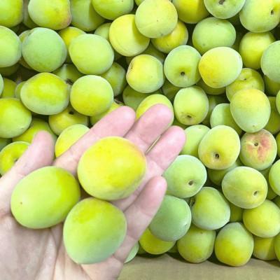 ふるさと納税 紀の川市 秀品 南高梅 3L以上(青梅)約10kg |  | 01