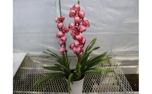 
            洋らん シンビジューム 「萌香」 3本立
          