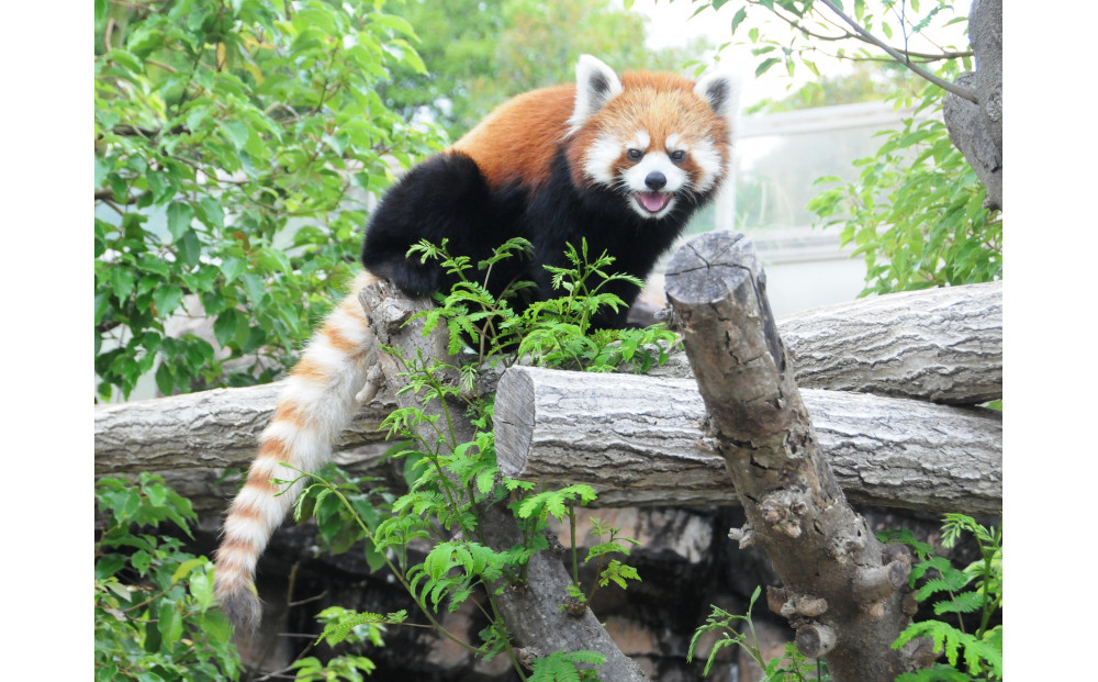 王子動物園グッズ＆入園券（５枚）
