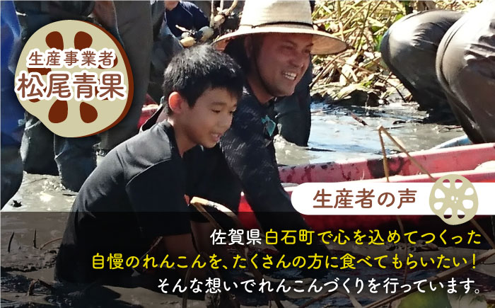 【先行予約】【真空パック】やみつきになる甘さ！ 松尾青果のこだわり白石れんこん 約1kg （4～8個入り）【松尾青果】蓮根 レンコン 洗い 根菜 野菜 佐賀県産 [IBD007]
