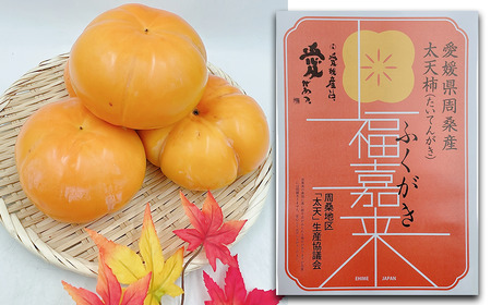 【先行予約】 太天柿 （JA東予園芸） 6～7玉　約3㎏　2025年11月下旬～12月中旬発送　柿 フルーツ 渋抜き 大玉 愛媛県 西条市