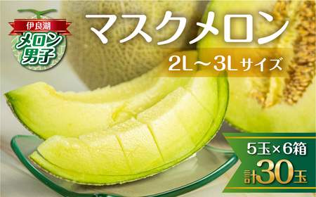 先行予約 伊良湖産 マスクメロン 5玉入り 6箱 計30玉 2024年7月以降順次発送