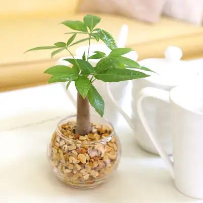 【観葉植物】土を使わないで清潔なミニ観葉植物 ゼオライト植え・ガラス鉢 丸形 2鉢セット（パキラ）【観葉植物 インテリア 部屋 おしゃれ 福岡県 筑前町 送料無料 AG048VC01】
