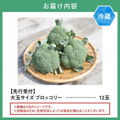 ふるさと納税 当別町 氷詰めブロッコリー縦置き12玉_tb21-001 |  | 01