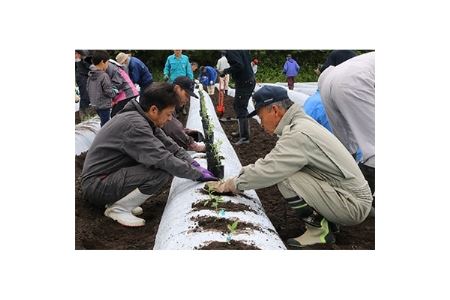 【加美町薬用植物研究会】紫根染小風呂敷【1099401】