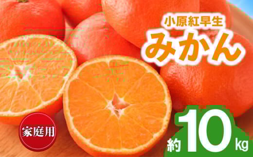 先行予約 みかん 蜜柑 約10kg 小原紅早生 小原紅早生みかん 柑橘 オレンジ 果物 フルーツ 果実 旬 家庭用 11月下旬～12月下旬 配送 香川県 丸亀市