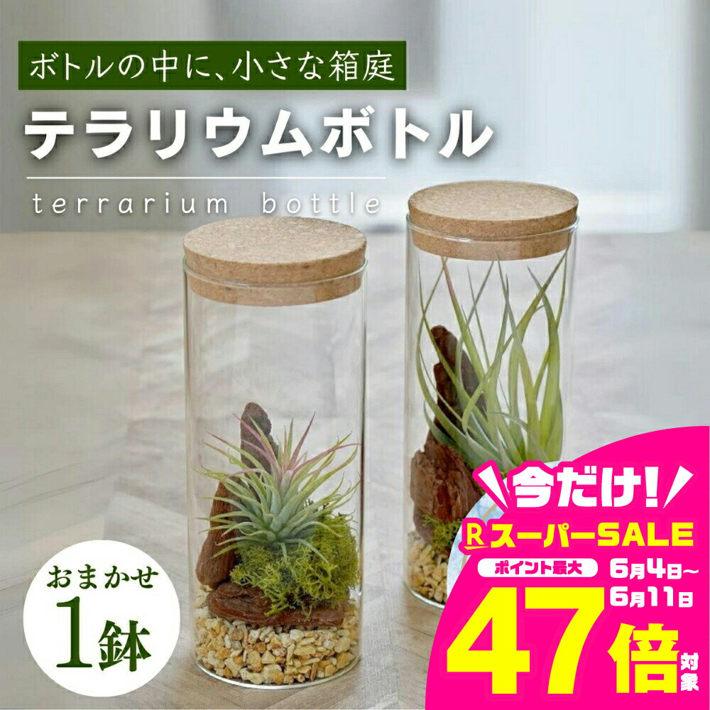 【ふるさと納税】ハイドロカルチャー 観葉植物 テラリウムボトルM 鉢植え 土無し インテリア 緑 グリーン 植物 簡単 初心者 かわいい 自然 おしゃれ 送料無料 Green Walk グリーンウォーク 愛知県 豊橋市