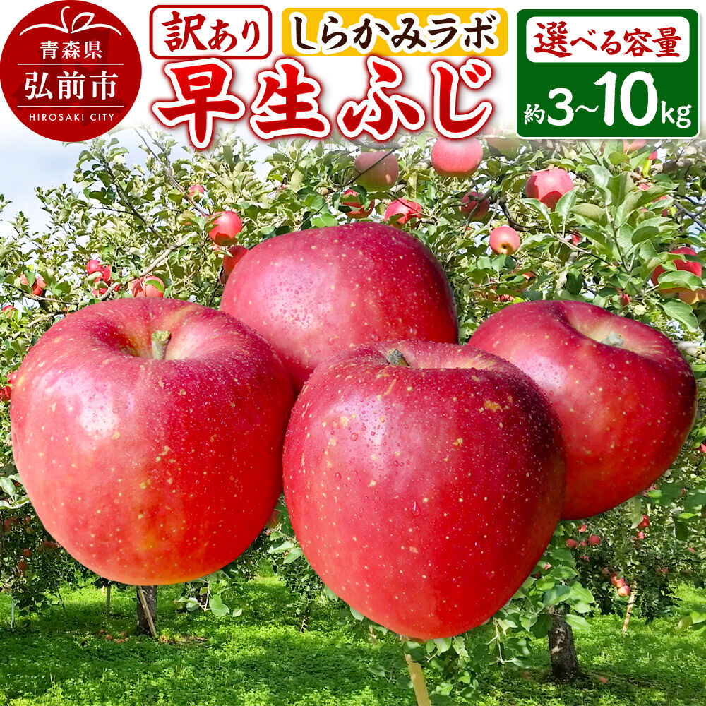 【ふるさと納税】りんご【26年10月発送】早生ふじ【訳あり】【選べる 約3kg／約5kg／約10kg】しらかみラボ 家庭用 青森県 弘前市 果物 フルーツ 林檎 リンゴ くだもの 不揃い 規格外 [先行予約 産地直送 アップル おいしい 果実 美味 甘い]