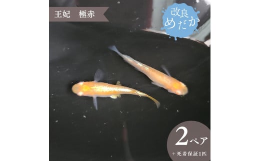 【王妃 極赤】美しき 改良めだか（２ペア+死着保証１匹）メダカ めだか めだか屋らん