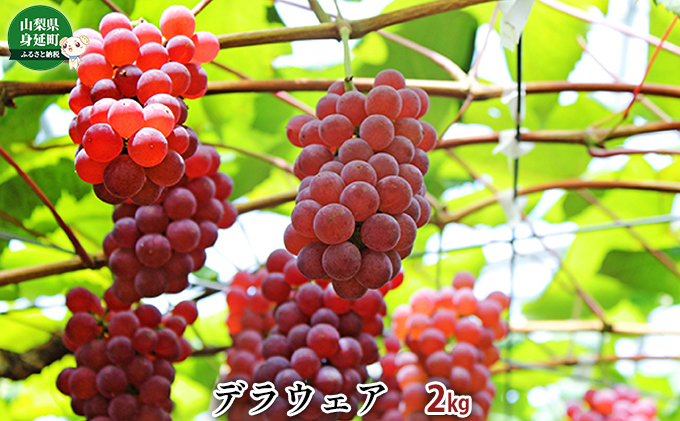 
デラウェア約2kg[№5530-0305]
