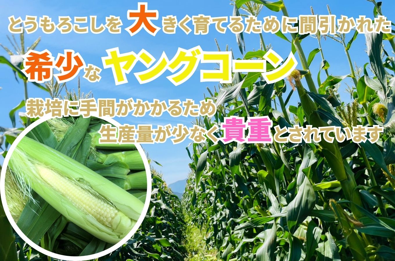 【2025年5月中旬から発送】「ヤングコーン」25～35本入り 2kg箱 株式会社アグリ甲斐（山梨県市川三郷町産） [5839-2217]