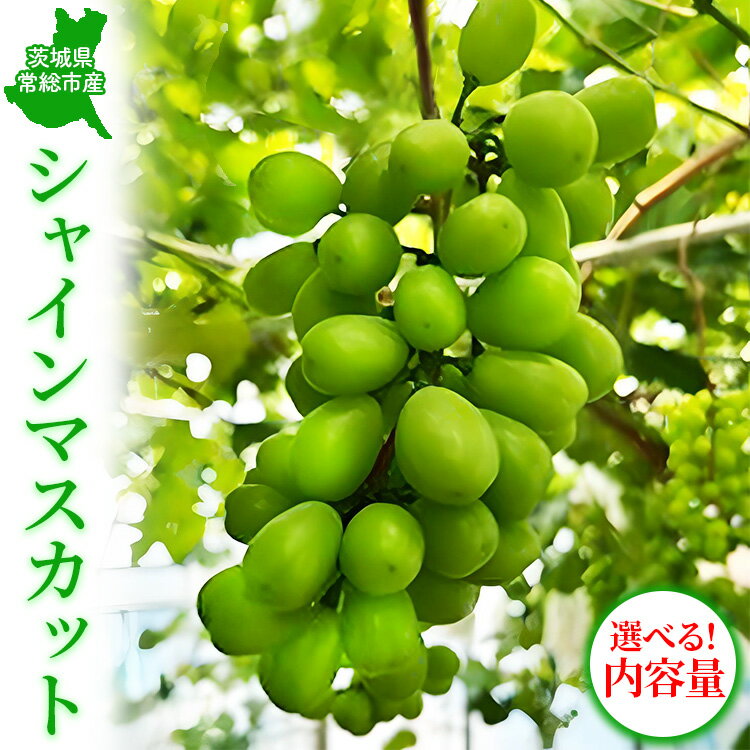 【ふるさと納税】＼選べる内容量／茨城県常総市産 シャインマスカット｜ぶどう ブドウ 葡萄 果物 フルーツ 贈り物