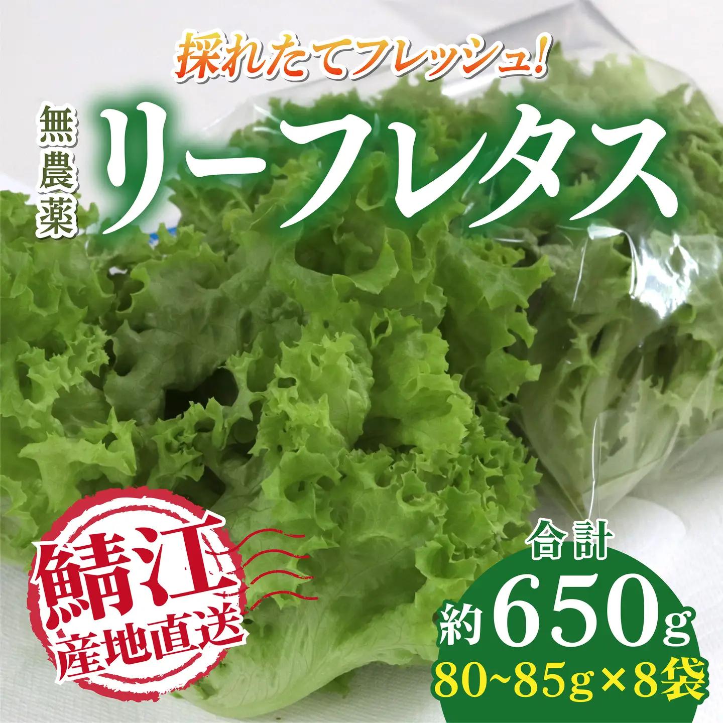 採れたてフレッシュな無農薬リーフレタス 8個入り　野菜 夏