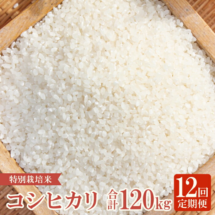 【ふるさと納税】【定期便】【新米】 横尾衛門のコシヒカリ 白米 10kg×12回 コース 12ヵ月 1年 定期 毎月お届け 産地直送 精米 ご飯 弁当 おにぎり 特産品 ブランド米 こしひかり こだわり お米 お取り寄せ 12回定期