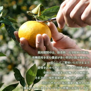 旬をお届け！季節の柑橘詰め合わせ（愛媛県西予市明浜産）【２回に分けて配送】