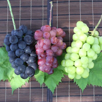 ふるさと納税 2026年先行予約 厳選 シャインマスカット含む3色セット約1.8kg 山梨県山梨市産【配送不可地域：離島】