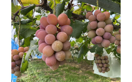 【2026年8月以降順次発送】福岡市産クイーンニーナ550g1房【北海道・沖縄・離島発送不可】