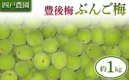 豊後梅（ぶんごうめ） 約1kg 【四戸農園】 梅 梅干し 杏 あんず 梅酒 梅干 梅シロップ 梅ジャム 1キロ 数量限定 F21U-693