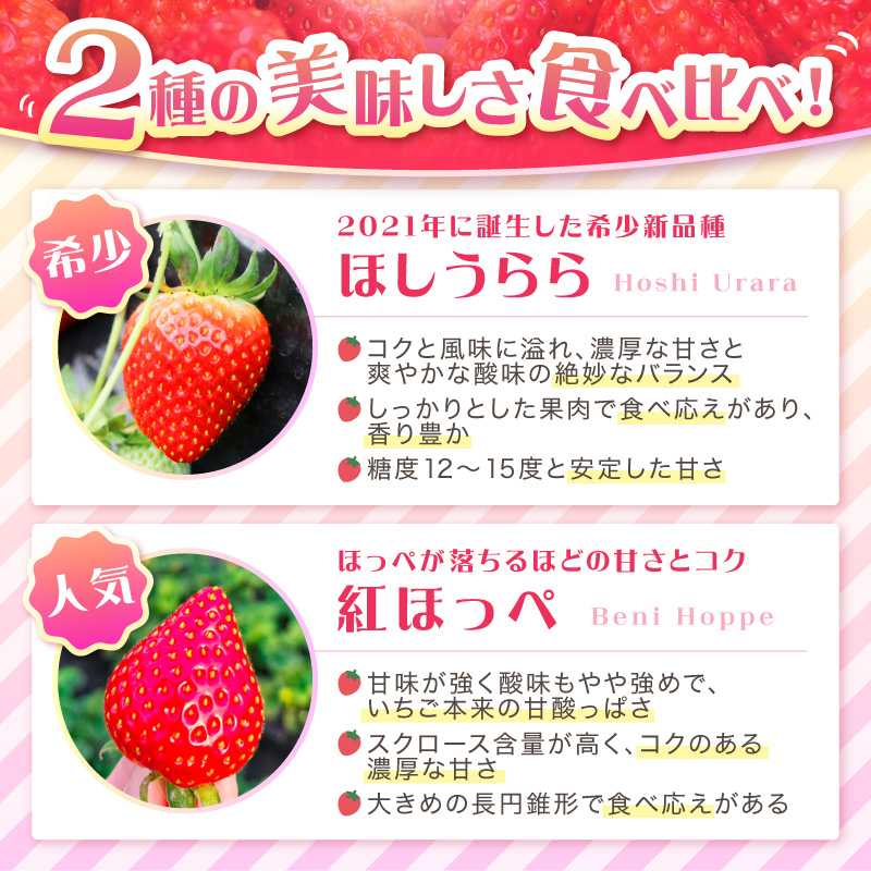 【2027年1月～5月発送予定】希少品種 ほしうらら と 紅ほっぺ の食べ比べセット 約3.6kg（約300g×12パック×6箱）※お届け不可地域あり【121B-007-2027】