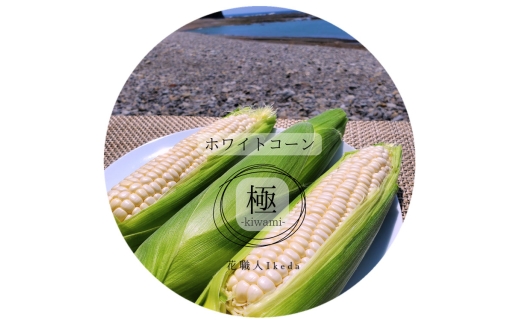 N352　ホワイトコーン極－Ｋｉｗａｍｉー（大）