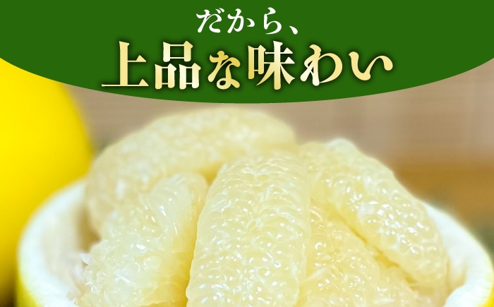 文旦 ぶんたん 土佐 柑橘 高知県産 フルーツ お取り寄せ 先行予約