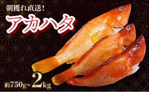 
            KU013/KU014/KU015 ＜先行予約受付中！2026年7月より順次発送＞宮崎県串間産アカハタ(計約750g～約2kg・2~8匹)延縄漁による朝どれ高級魚を漁師直送！ 海の幸【合同会社Houryoumaru】
          