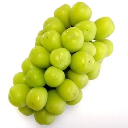 生産者直送!　シャインマスカット　約1.6kg【配送不可地域：離島】【1186896】