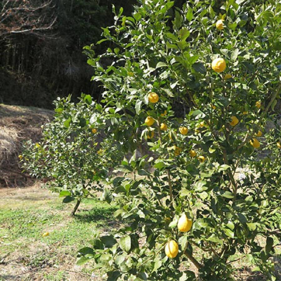 ＜清家ばんかんビレッジ＞「グリーンレモン」特選（M～2Lサイズ）3kg