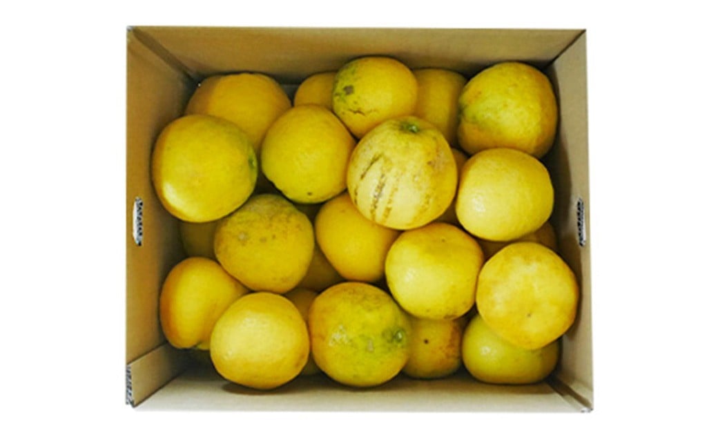 訳あり 河内晩柑 5kg