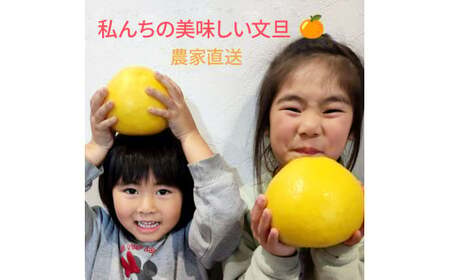 【先行予約】土佐文旦 家庭用 約3kg（L～3Lサイズ混合：5～8玉入り） 文旦 ぶんたん ブンタン 柑橘 フルーツ デザート 果物 ご当地 人気 名産＜2027年1月中旬～順次発送＞【玉木農園】 [