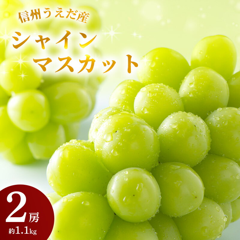 【ふるさと納税】特産 シャインマスカット JA信州うえだ 大房 2房 約1.1kg マスカット 葡萄 ぶどう ブドウ 果物 くだもの フルーツ 信州 長野　お届け：2025年9月下旬から10月中旬まで