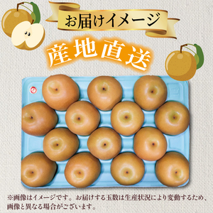 千葉県産 梨 品種おまかせ 約5kg 7～14玉入り 梨 なし ナシ フルーツ 果物 【2026年9月上旬発送開始】