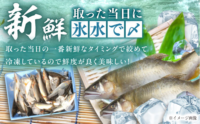 天然あゆの一夜干し 特大 3匹セット / あゆ 天然 鮎 / 恵那市 / 恵那物産館 [AUFS003]