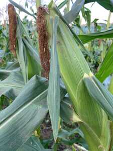 とうもろこし 2種食べ比べミックス 味来×ドルチェドリーム 約2㎏（5～6本