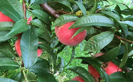 ＜先行予約＞ジューシーな桃 あかつき 約3kg（8～10玉） F21R-878