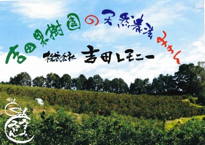 【先行予約】 津の輝 つのかがやき 約3kg（15玉～25玉) 【2026年2月上旬～2026年4月下旬頃順次発送予定】