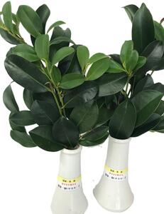 植物 備後・榊（サカキ）切り枝 １束サイズ1セット（2束入り） 広島県福山市/小林商事 本榊 さかき 国産 神棚 枝木 [BAEA010]