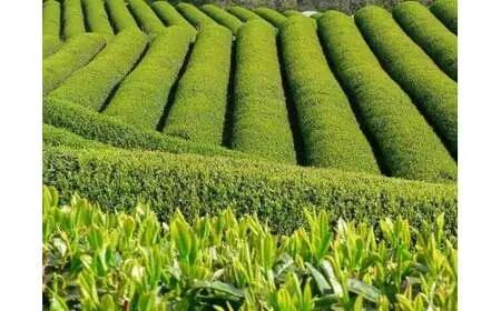 奥八女上陽茶　極上煎茶「光の葉」100ｇ×3本セット箱 178-001