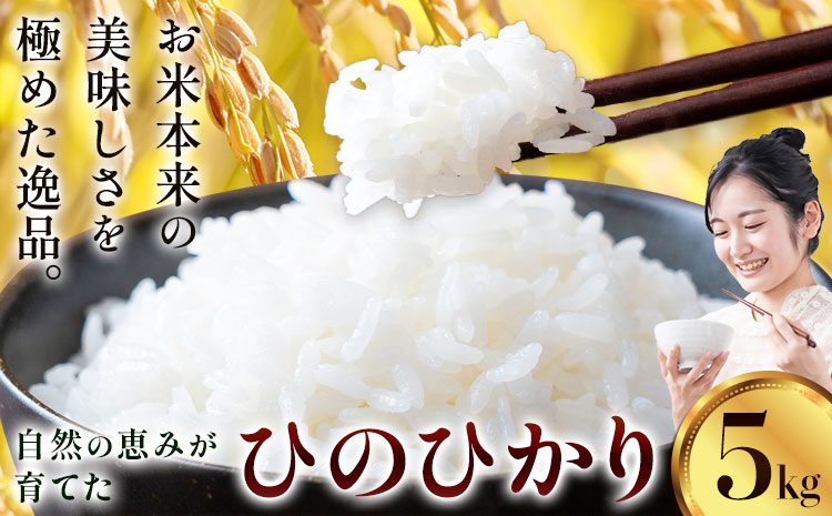 【先行予約】令和8年産 米 ひのひかり5kg 城農園《11月出荷》熊本県 菊池市 ふるさと納税 米 お米 ご飯 ごはん 白ご飯 七城 ひのひかり ヒノヒカリ 令和8年産 菊池米 先行予約 精米 白米