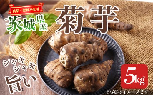 先行予約 2027年1月発送開始 農薬・肥料不使用 自然栽培の菊芋 5kg │ 菊芋 ブタイモ カライモ 芋 茨城県 つくば市