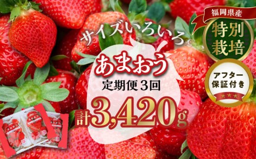 
                  【定期便 3回】うるう農園の特別栽培あまおう サイズ色々4パック1140g×3回 _定期便 あまおう いちご 4パック 1140g × 3回 福岡県特産 小玉 特大 サイズ サイズ色々 国産 ストロべリー 果物 フルーツ スイーツ おやつ 冷蔵 特別栽培 有機質肥料 認証 うるう農園 久留米市 お取り寄せ 送料無料_Tk006
                