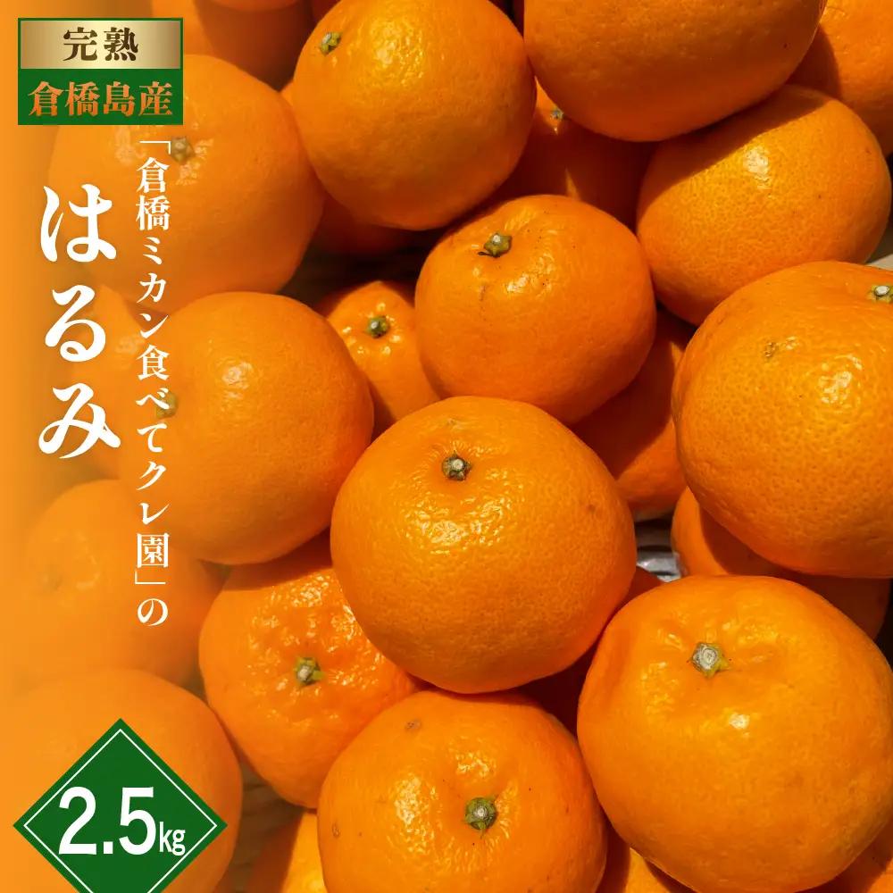 先行受付 2027年1月下旬～発送 はるみ 約2.5kg 柑橘 みかん