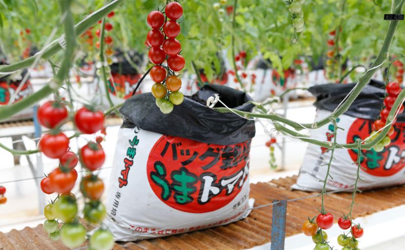 【2025年5月中旬より順次発送】うまトマト 1kg 野菜 甘さ 酸味 糖度８度以上 高糖度 ミニトマト お弁当 サラダ おやつ 濃厚 付け合わせ 緑黄色野菜 赤い野菜 