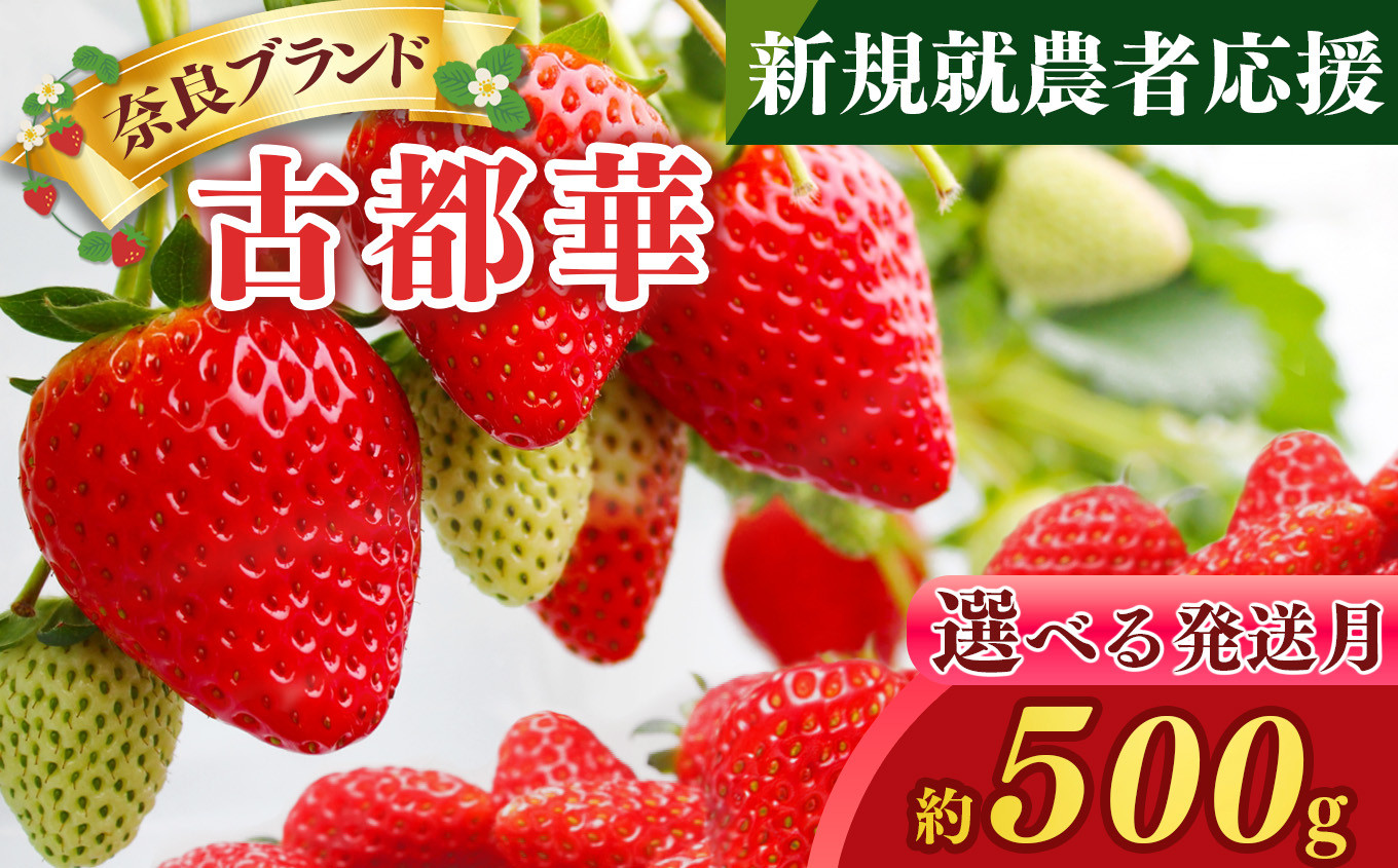 
新規就農者応援 古都華 2パック | フルーツ 果物 くだもの ブランド いちご 苺 古都華 ことか ルビー色 旬 奈良県 平群 町
