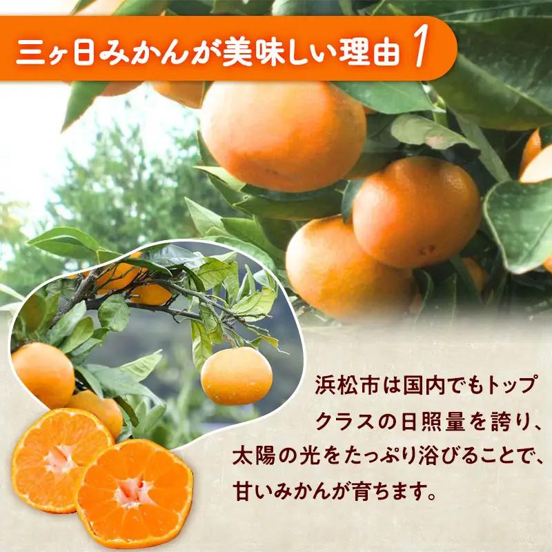 みかん 三ヶ日 糖度11度 青島 3kg L/2L 果物 みかん